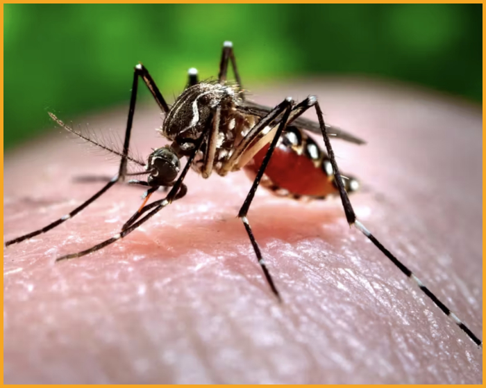 Dengue Fever in ghana